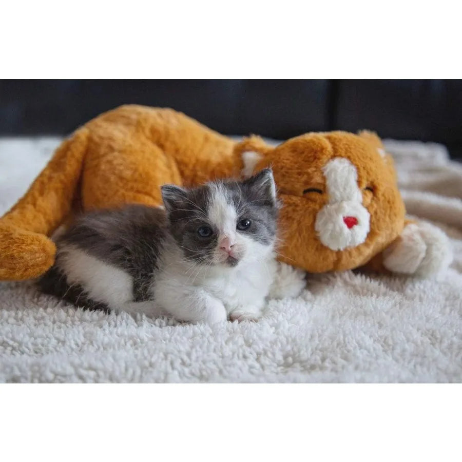 Cat Heartbeat Toys - Calming Separation Anxiety Relief Toys for Kittens - Heartbeat Simulator in a Soft Comforting Pillow Pet P