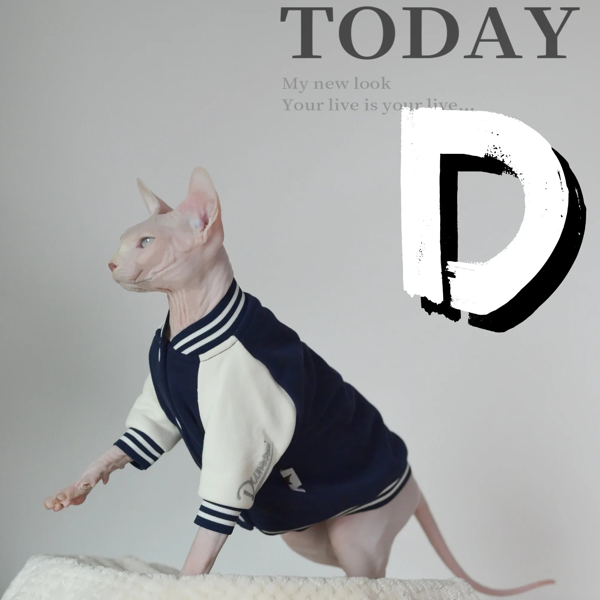 Super Soft Cat Baseball Shirt for Winter, Featuring Sphynx, Devon, Cornish and Kitten Breeds